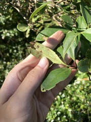 Ligustrum liukiuense