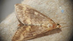 Ostrinia nubilalis