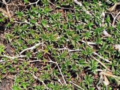 Lepidagathis keralensis