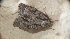 Acronicta hasta