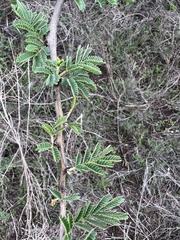 Vachellia nilotica