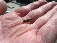 Cyphocleonus dealbatus