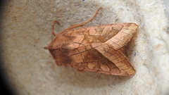 Hydraecia micacea