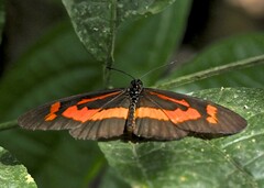 Acraea althoffi