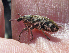 Cyphocleonus dealbatus