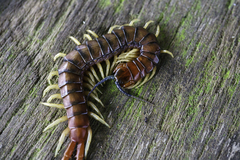 Cormocephalus