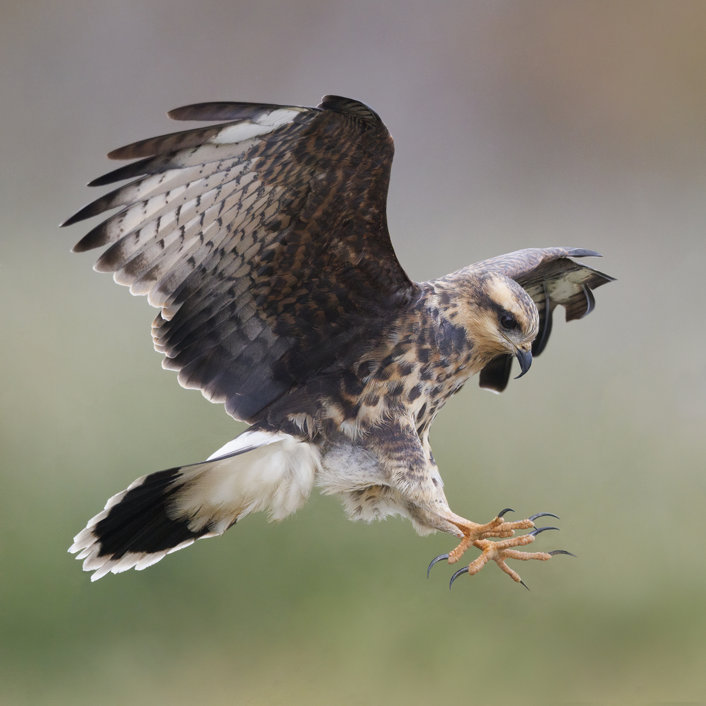 Rostrhamus