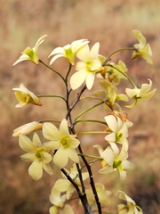 Dendrobium ovatum
