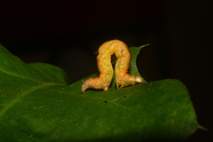 Nematocampa resistaria