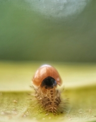Chilocorus nigritus