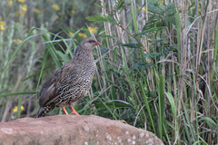 Pternistis natalensis