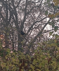 Turdus merula