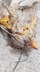 Anacridium aegyptium