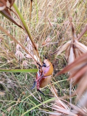 Anoplognathus montanus