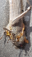 Anacridium aegyptium