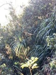 Freycinetia formosana