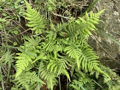 Coryphopteris castanea