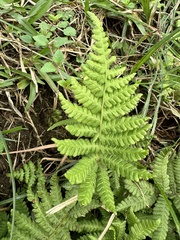 Coryphopteris castanea