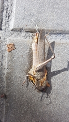 Anacridium aegyptium