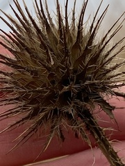 Dipsacus strigosus