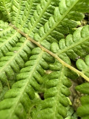 Coryphopteris castanea