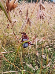 Anoplognathus montanus