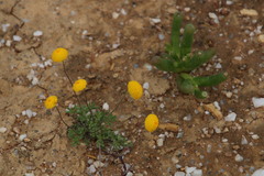 Lasiospermum pedunculare