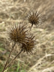 Dipsacus strigosus