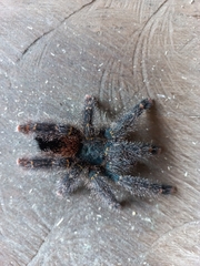 Avicularia avicularia