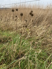 Dipsacus strigosus