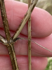 Dipsacus strigosus