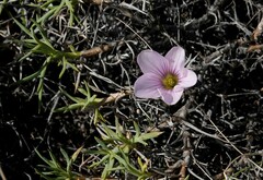 Palmatifoliae