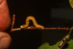 Cyclophora pendulinaria