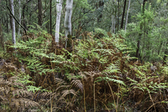 Pteridium esculentum