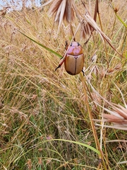 Anoplognathus montanus