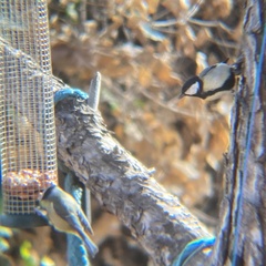 Parus major