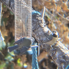 Parus major