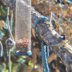 Parus major