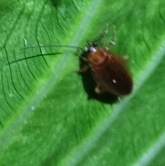 Ellipsidion humerale