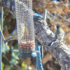 Parus major