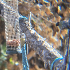 Parus major
