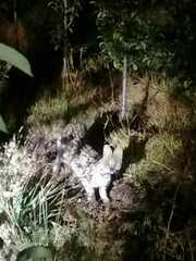 Leptailurus serval serval