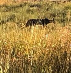 Leptailurus serval serval
