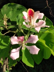 Bauhinia monandra