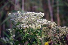 Eupatorium perfoliatum