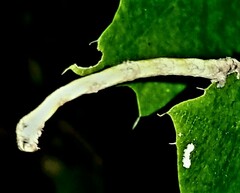 Parallelia bistriaris