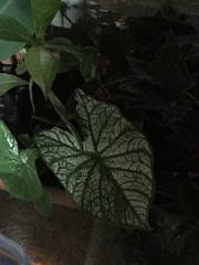 Caladium