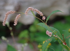 Persicaria hydropiperoides