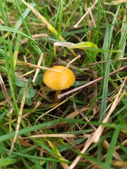 Gliophorus psittacinus