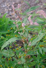 Persicaria hydropiperoides